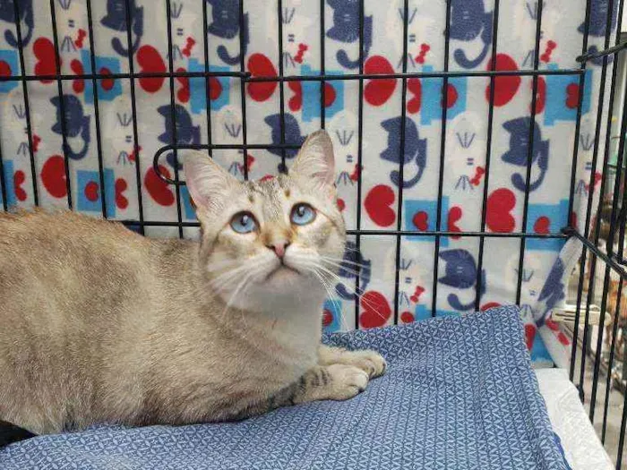 Gato ra a Srd idade 3 anos nome Valentim
