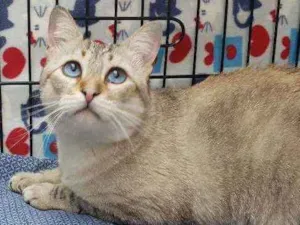 Gato raça Srd idade 3 anos nome Valentim