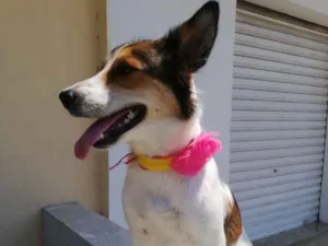 Cachorro raça SRD-ViraLata idade 1 ano nome Brisa