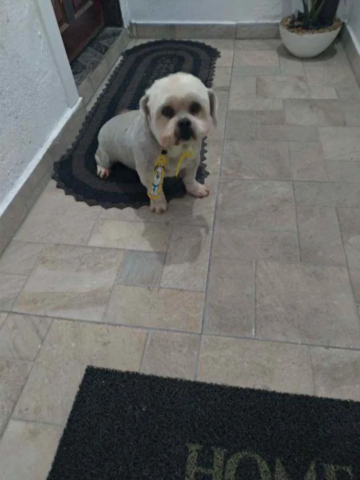 Cachorro ra a Lhasa apso idade 5 anos nome Lyon