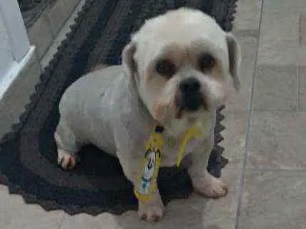 Cachorro ra a Lhasa apso idade 5 anos nome Lyon