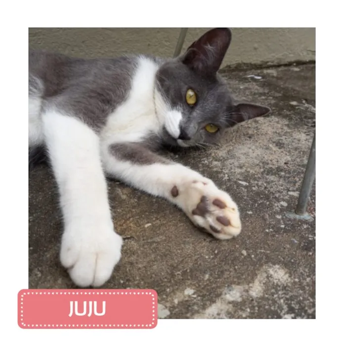 Gato raça SRD-ViraLata idade 7 a 11 meses nome Juju