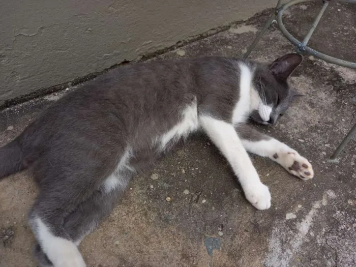 Gato raça SRD-ViraLata idade 7 a 11 meses nome Juju