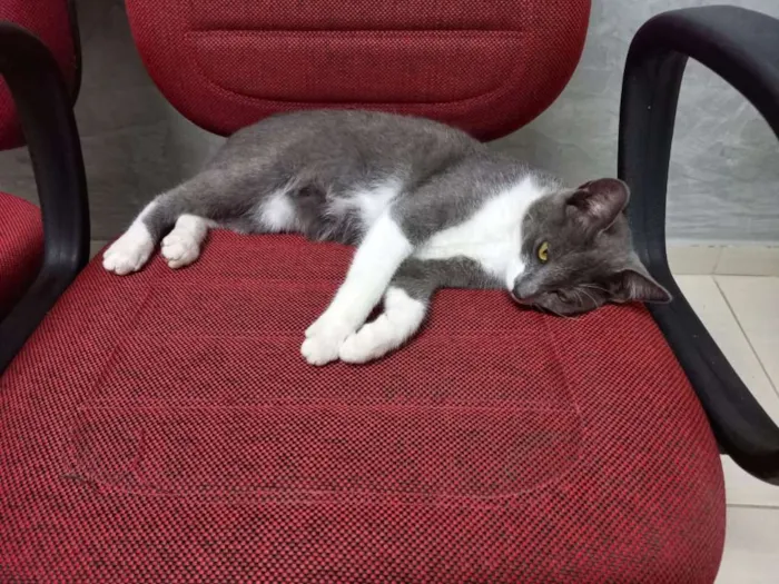 Gato raça SRD-ViraLata idade 7 a 11 meses nome Juju