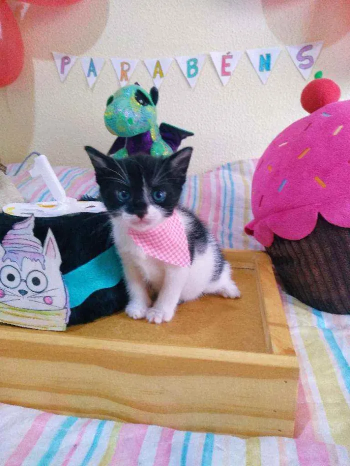 Gato ra a SRD idade Abaixo de 2 meses nome Shitake