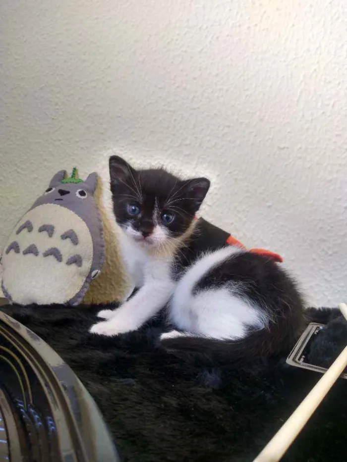 Gato ra a SRD idade Abaixo de 2 meses nome Shitake