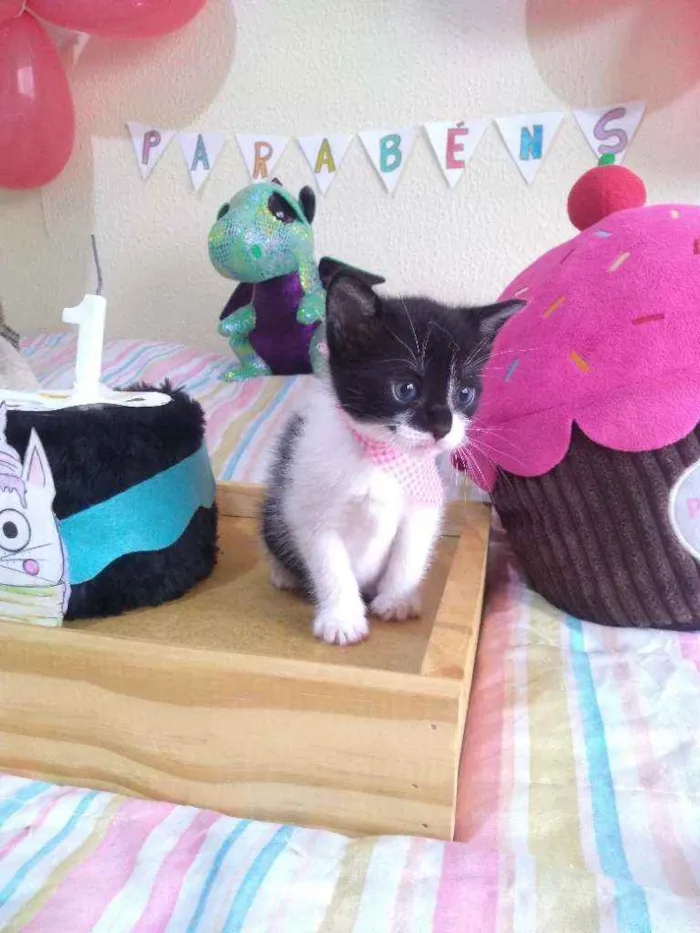 Gato ra a SRD idade Abaixo de 2 meses nome Shitake
