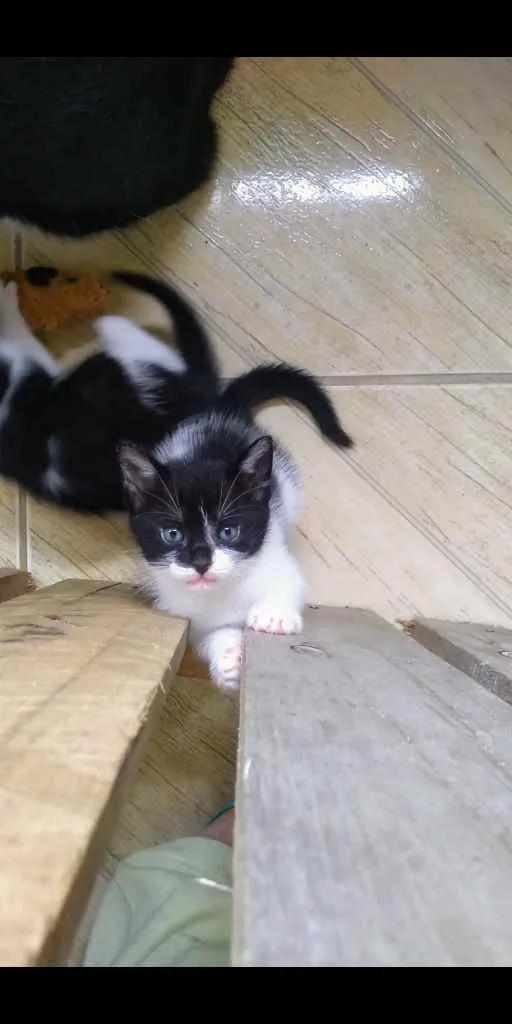 Gato ra a SRD idade Abaixo de 2 meses nome Shitake