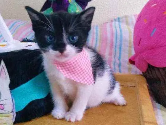 Gato ra a SRD idade Abaixo de 2 meses nome Shitake