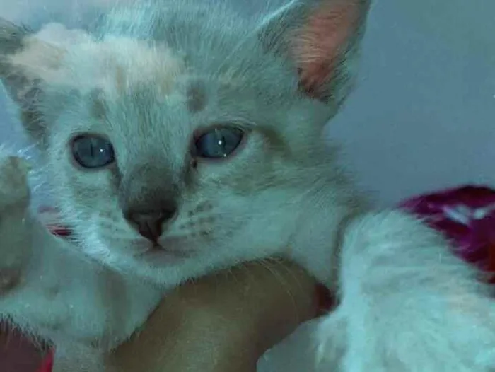 Gato ra a De rua  idade Abaixo de 2 meses nome Sem nome