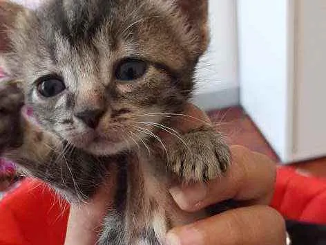 Gato ra a De rua  idade Abaixo de 2 meses nome Sem nome