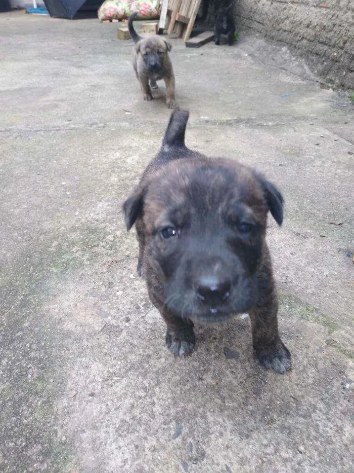 Cachorro ra a Vira lata idade Abaixo de 2 meses nome Sem fome