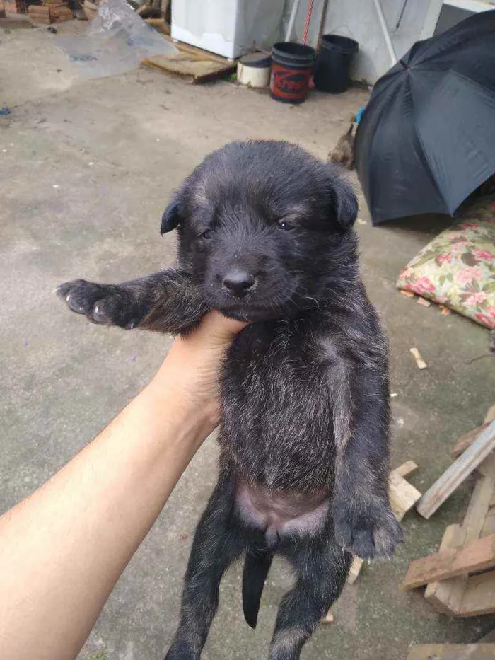 Cachorro ra a Vira lata idade Abaixo de 2 meses nome Sem fome