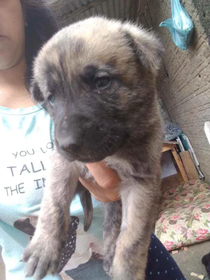 Cachorro ra a Vira lata idade Abaixo de 2 meses nome Sem fome