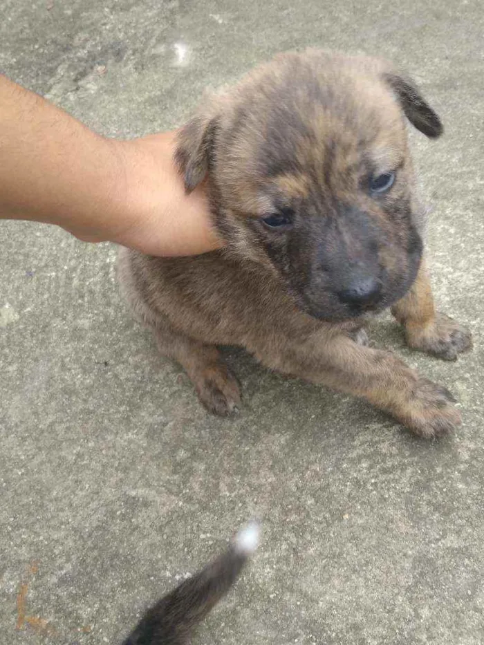 Cachorro ra a Vira lata idade Abaixo de 2 meses nome Sem fome