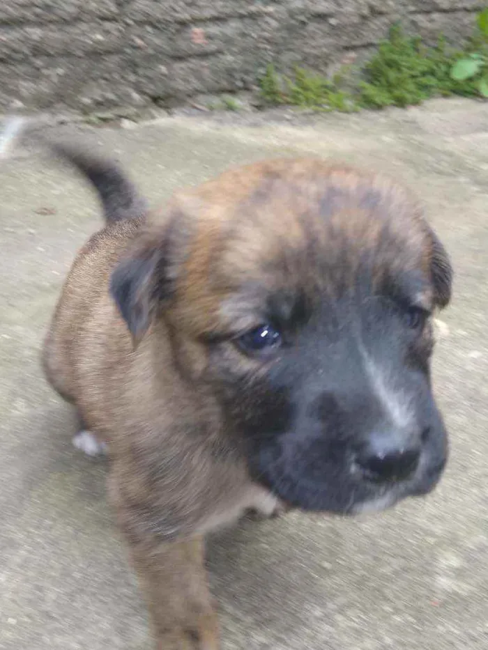 Cachorro ra a Vira lata idade Abaixo de 2 meses nome Sem fome