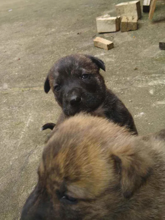 Cachorro ra a Vira lata idade Abaixo de 2 meses nome Sem fome