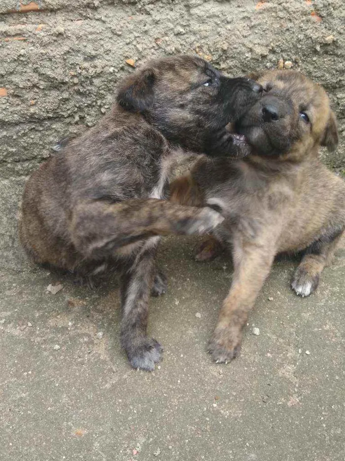 Cachorro ra a Vira lata idade Abaixo de 2 meses nome Sem fome