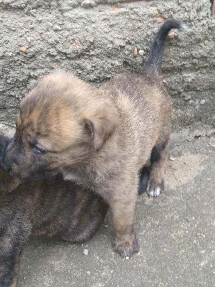 Cachorro ra a Vira lata idade Abaixo de 2 meses nome Sem fome