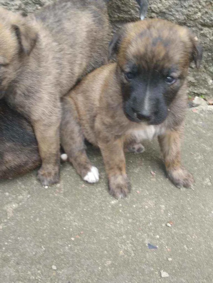 Cachorro ra a Vira lata idade Abaixo de 2 meses nome Sem fome