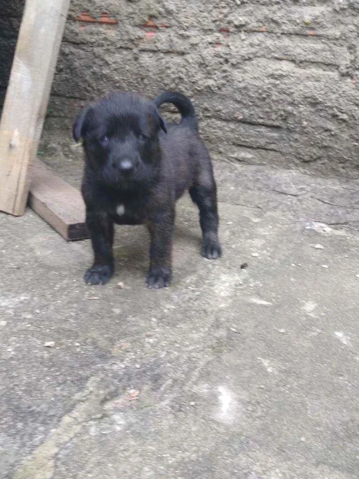 Cachorro ra a Vira lata idade Abaixo de 2 meses nome Sem fome