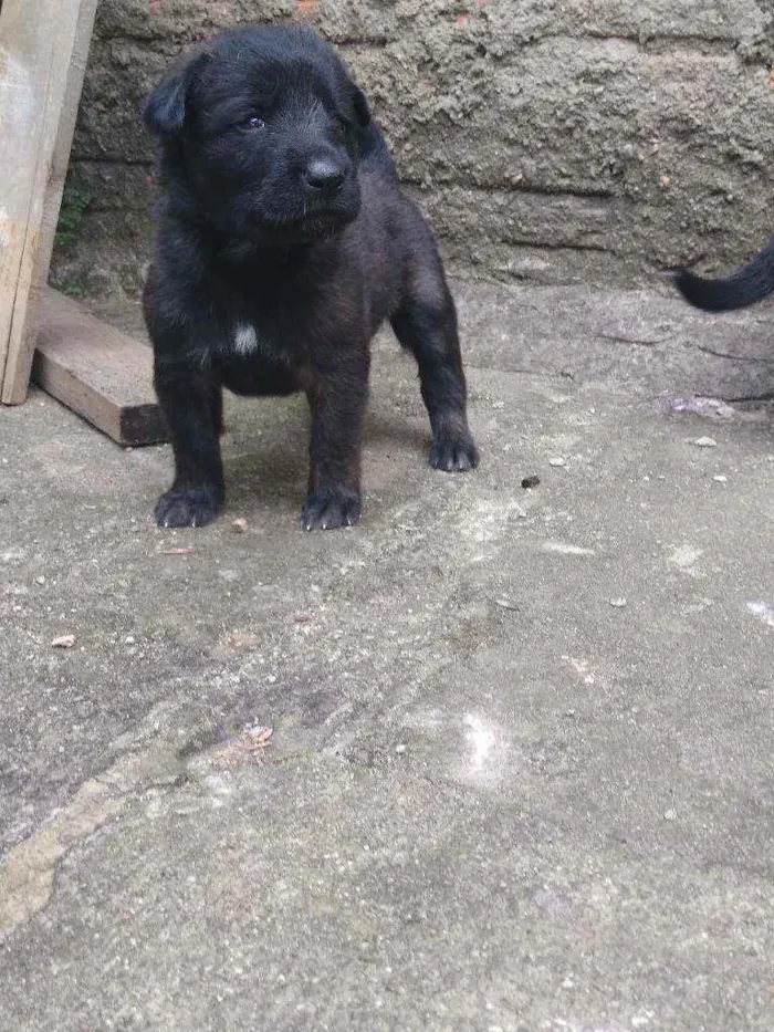 Cachorro ra a Vira lata idade Abaixo de 2 meses nome Sem fome