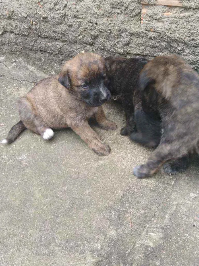 Cachorro ra a Vira lata idade Abaixo de 2 meses nome Sem fome