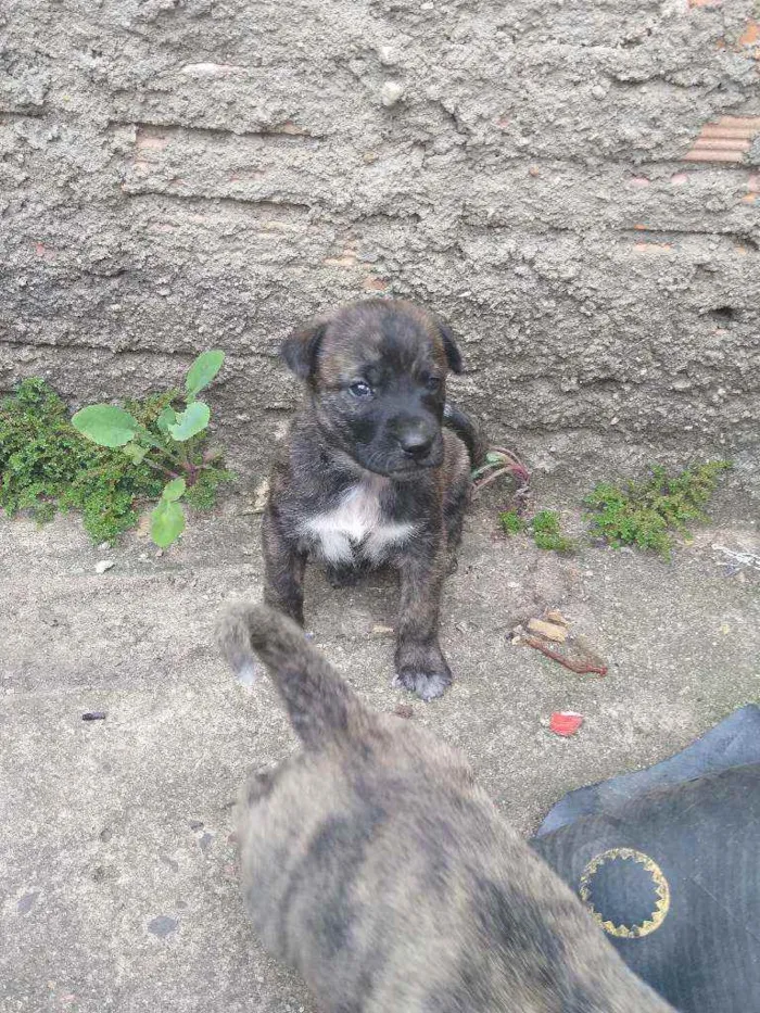 Cachorro ra a Vira lata idade Abaixo de 2 meses nome Sem fome