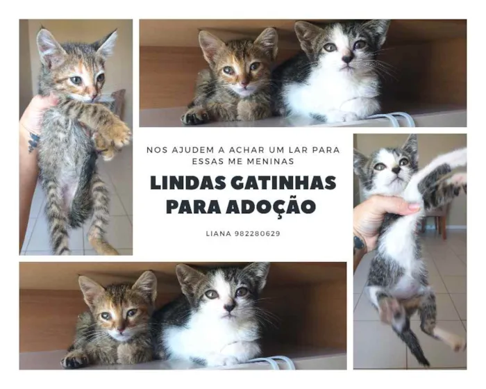 Gato ra a Sem raça definida  idade 2 a 6 meses nome Pantera e Marri