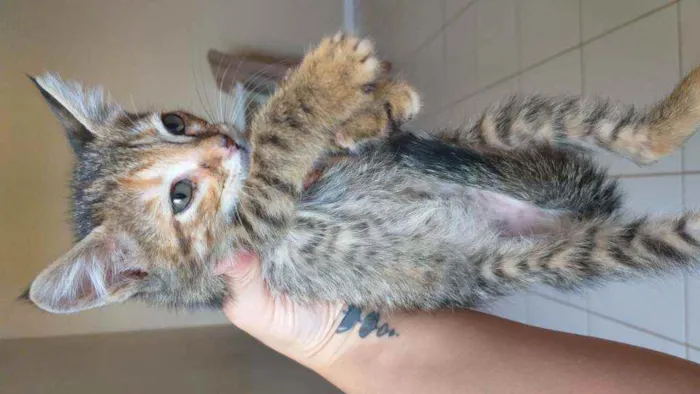 Gato ra a Sem raça definida  idade 2 a 6 meses nome Pantera e Marri
