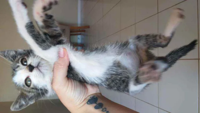 Gato ra a Sem raça definida  idade 2 a 6 meses nome Pantera e Marri