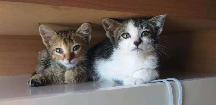 Gato ra a Sem raça definida  idade 2 a 6 meses nome Pantera e Marri