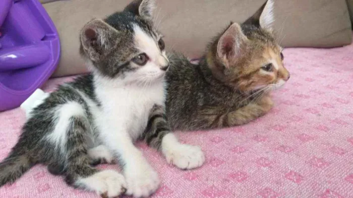 Gato ra a Sem raça definida  idade 2 a 6 meses nome Pantera e Marri