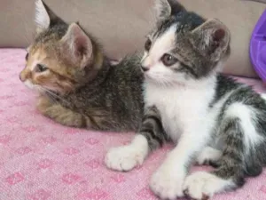 Gato raça Sem raça definida  idade 2 a 6 meses nome Pantera e Marri