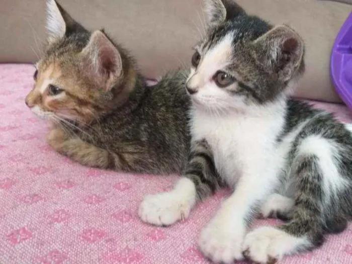 Gato ra a Sem raça definida  idade 2 a 6 meses nome Pantera e Marri