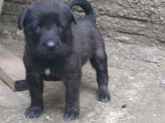 Cachorro ra a Vira lata idade Abaixo de 2 meses nome Sem fome