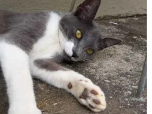 Gato raça SRD-ViraLata idade 7 a 11 meses nome Juju
