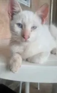 Kiko 
