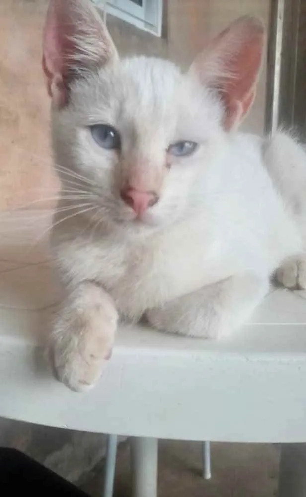 Gato ra a Mestiço  idade 2 a 6 meses nome Kiko 