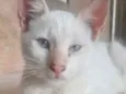 Kiko 