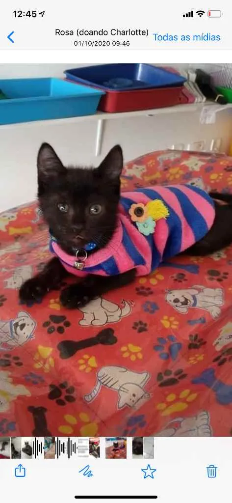 Gato ra a SRD idade 2 a 6 meses nome Gugu 