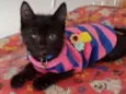 Gugu 