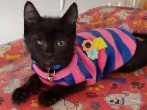 Gato raça SRD idade 2 a 6 meses nome Gugu 