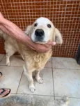 apolo