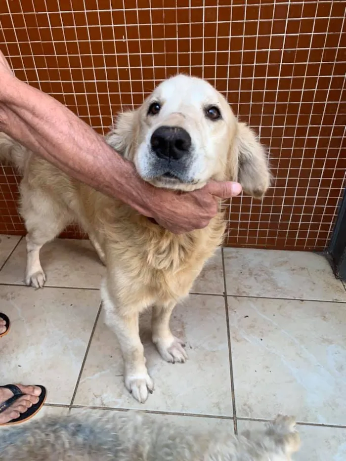 Cachorro ra a golden retriever  idade 4 anos nome apolo