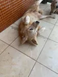 apolo