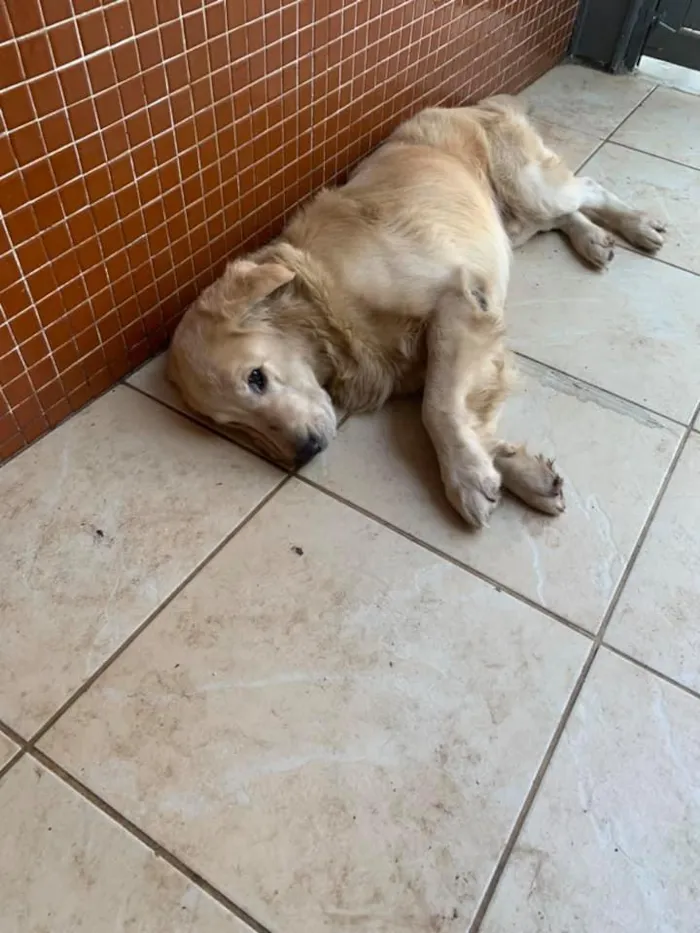 Cachorro ra a golden retriever  idade 4 anos nome apolo
