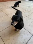 Penelope