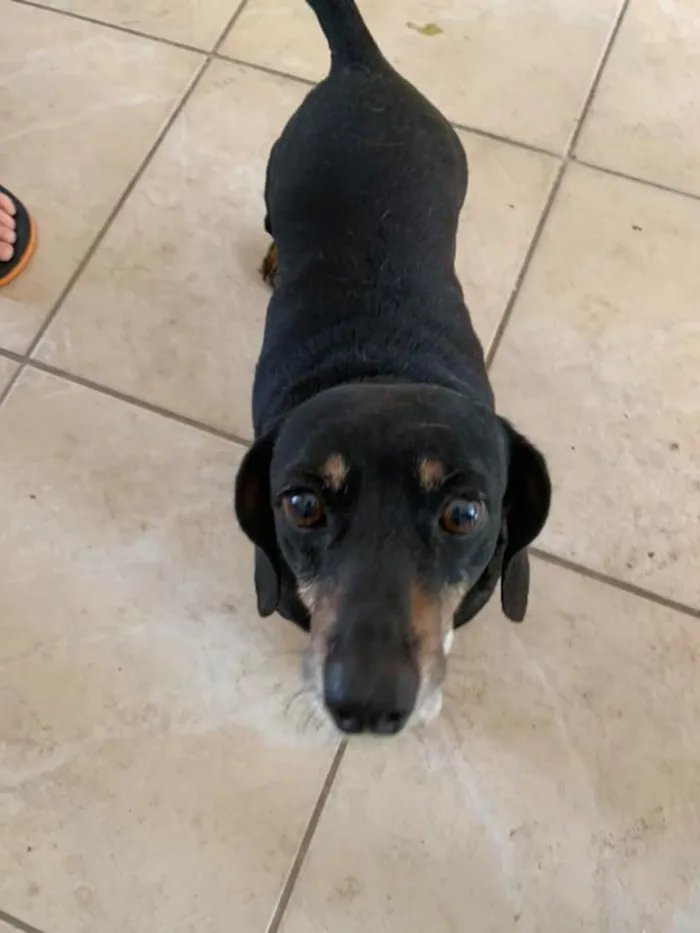 Cachorro ra a Basset-Cofap idade 6 ou mais anos nome Penelope
