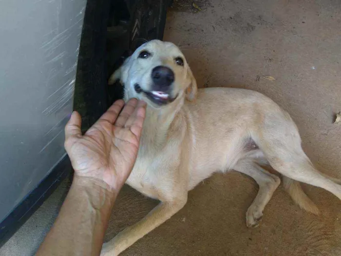 Cachorro ra a Não definida idade 1 ano nome Princesa